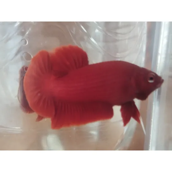 Betta De Linhagem Super Red Plakat