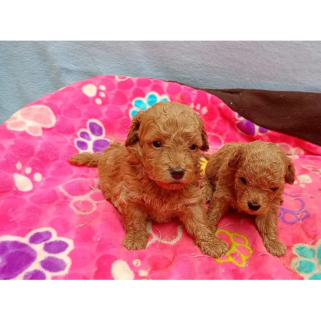 Perros Caniche Toy Cachorros En Venta Medellín Bogotá Cali