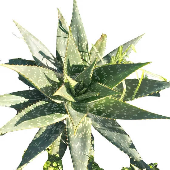 Planta De Aloe Maculata O Sábila Medicinal Y Orgánico