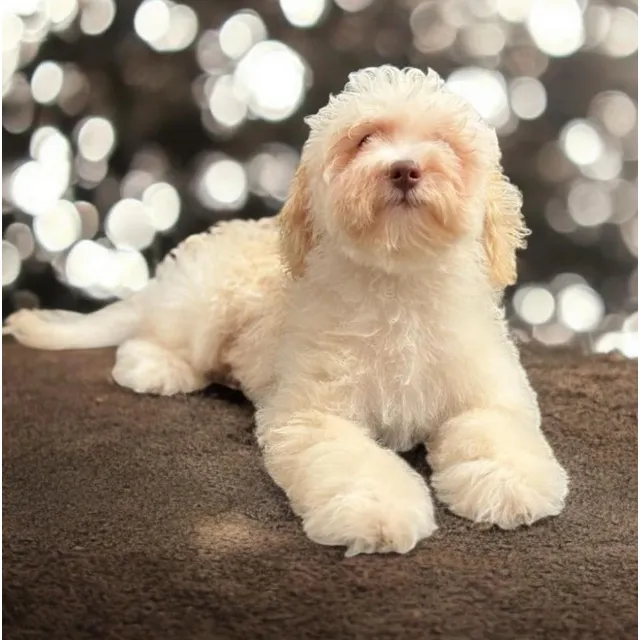 Hembra Cachorro Minigoldendoodle 