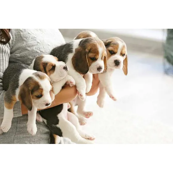 Cachorros Beagle Pedregre Vacunados