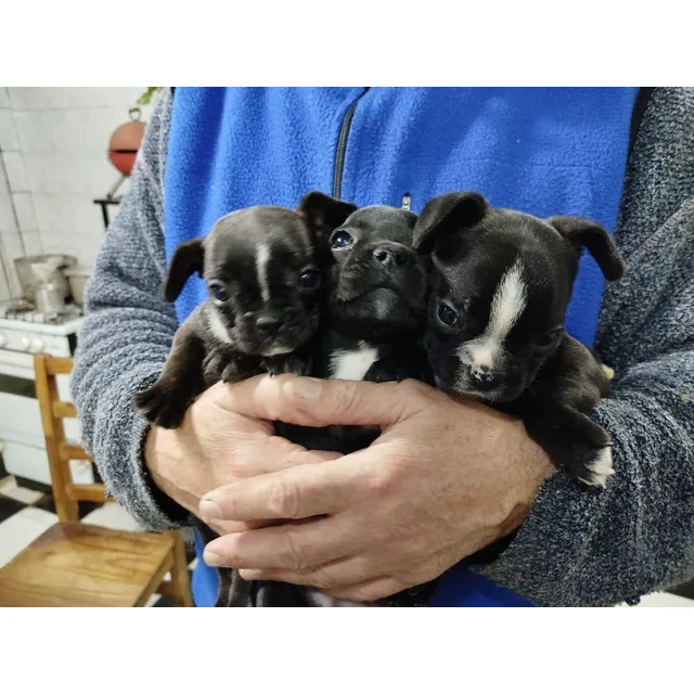 Bulldog Francés 47 Dias