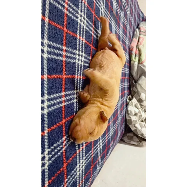 Cachorros Golden Retriever Machos