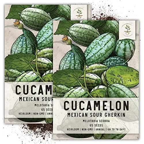 Necesidades De Semillas, Cucamelon - Pepinillo Agrio Mexican