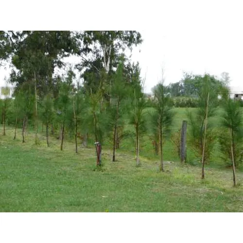 Lote X 10 Casuarinas De 180/210 Cm E. 04 Lts - Vivero Kirken