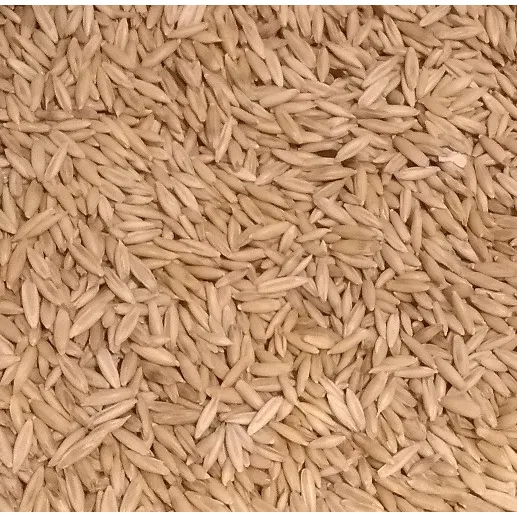 Semillas Avena 1kg - Hierba Para Gatos