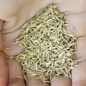 Semillas De Grass Americano Premium 1 Kg Importado | Cuotas sin interés