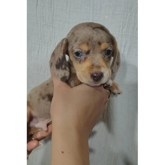 Seña Cachorro Varias Razas Arlequin
