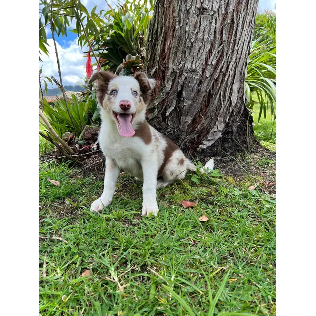 Cachorro Border Collie Red Merle Ojos Azules