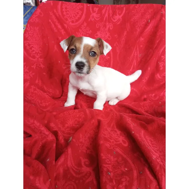 Cachorra Jack Russell Pelo Liso