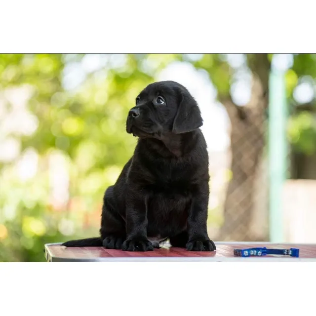 Labrador Cachorros Negros