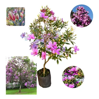 Linda Muda De ManacĂĄ Da Serra AnĂŁo Florindo Linda Muda De ManacĂĄ Da Serra AnĂŁo Florindo