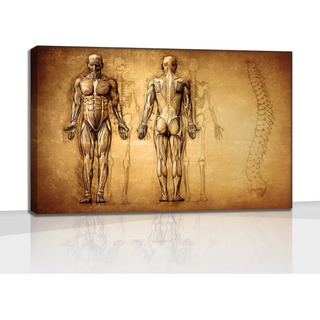 Cuadro Moderno Canvas Sistema Del Cuerpo Humano 90x140cm Cuadro Moderno Canvas Sistema Del Cuerpo Humano 90x140cm