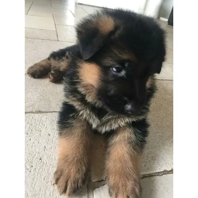 Cachorros Pastor Alemán De Pelo Largo Puros Y Listos Bogotá
