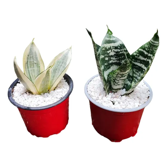 Matera + Planta Lengua Suegra Grande + Obsequio Suculenta