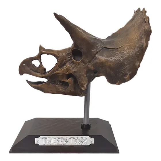 3d Figura Craneo Triceratops Con Base
