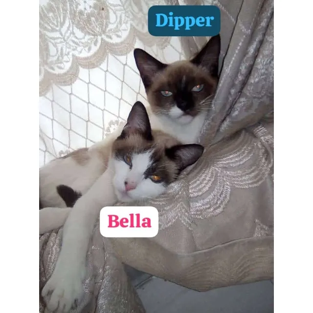 Gato En Adopción Siamés