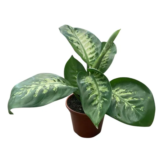 Planta Comigo Niguem Pode Natural