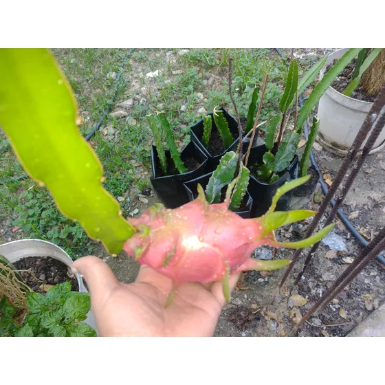 Esquejes De Pitahaya O Fruta Dragón.