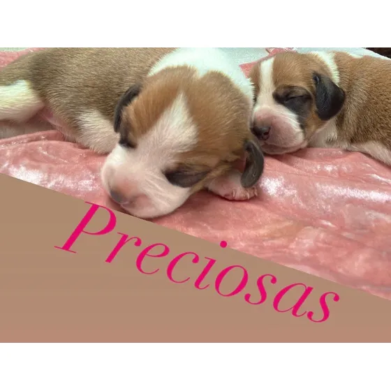 Beagles