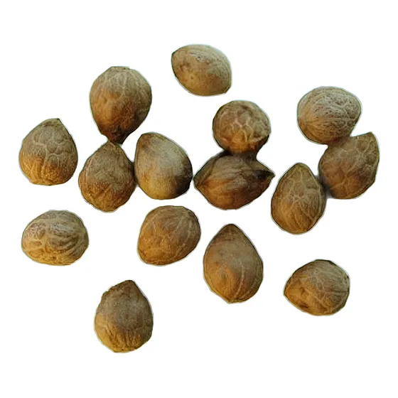 Semillas De Arbol Nativo Boldo Peumus Boldus Medicinal