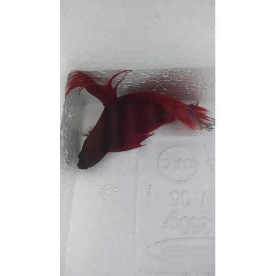 Peixe Beta Macho Cor Vermelho/amarelo/azul/verde/rosé