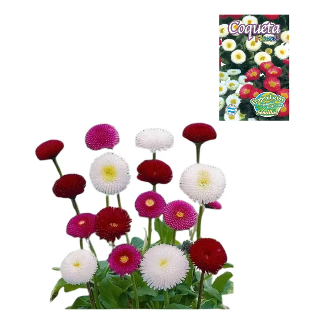 Semillas Coqueta Florales Jardines Cultivo Ecoproductos