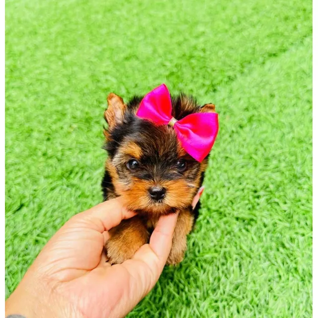 Yorkshire Terrier Mini Precio Colombia Yorkie Cali Medellin