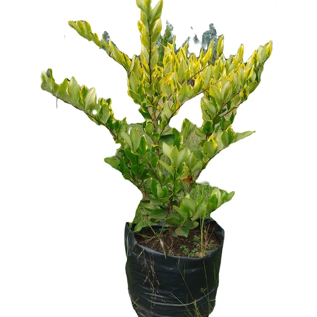 Olea Texana, Arbusto