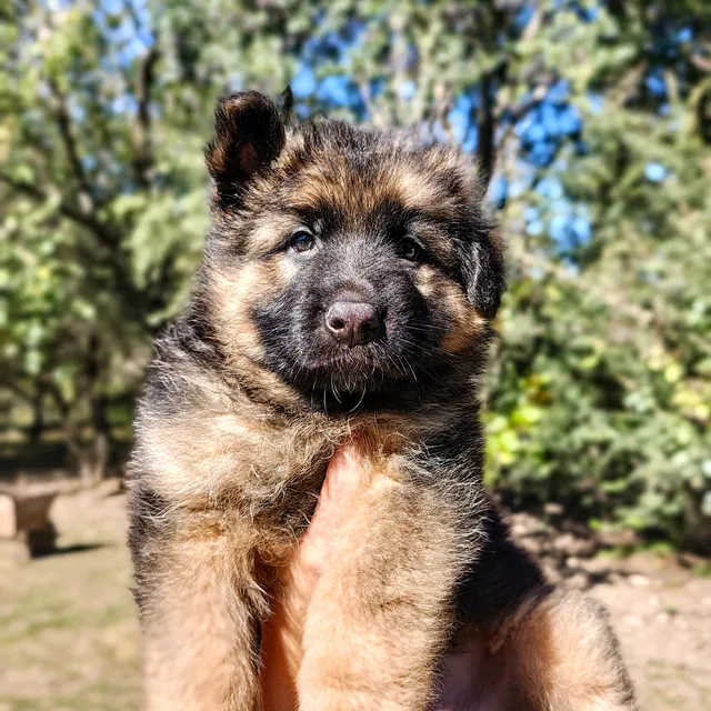 Cachorros Ovejero Alemán 100% Pelo Largo Fuego
