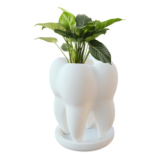 Maceta En Forma De Diente Molar Con Plato Recolector Maceta En Forma De Diente Molar Con Plato Recolector