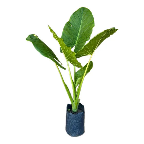 Alocasia Oreja Elefante 1m Maceta 10l Interior Tropical