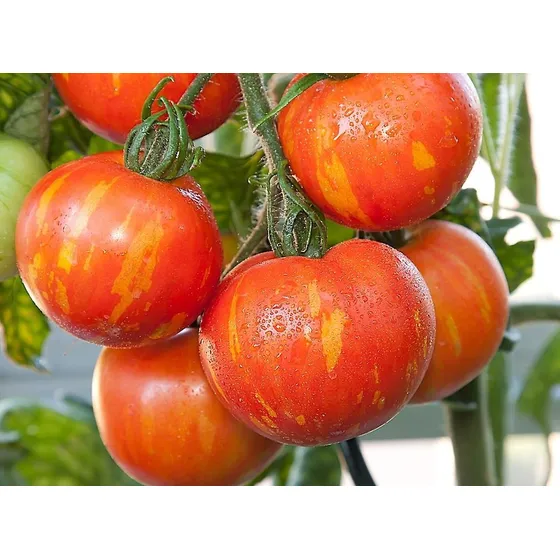 25 Semillas De Tomate Heirloom Variedad Tigerella