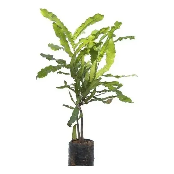 Macadamia: Kit Com 2 Lindas Mudas Plantadas