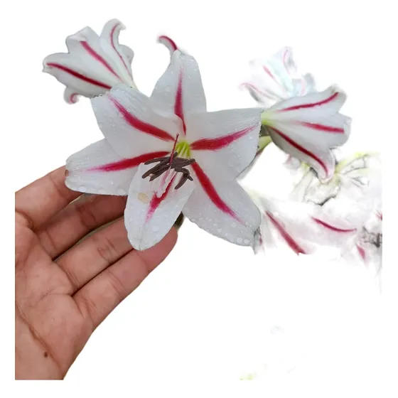 Muda De Amarilis / Açucena/ Flor Da Imperatriz/ Bulbo 
