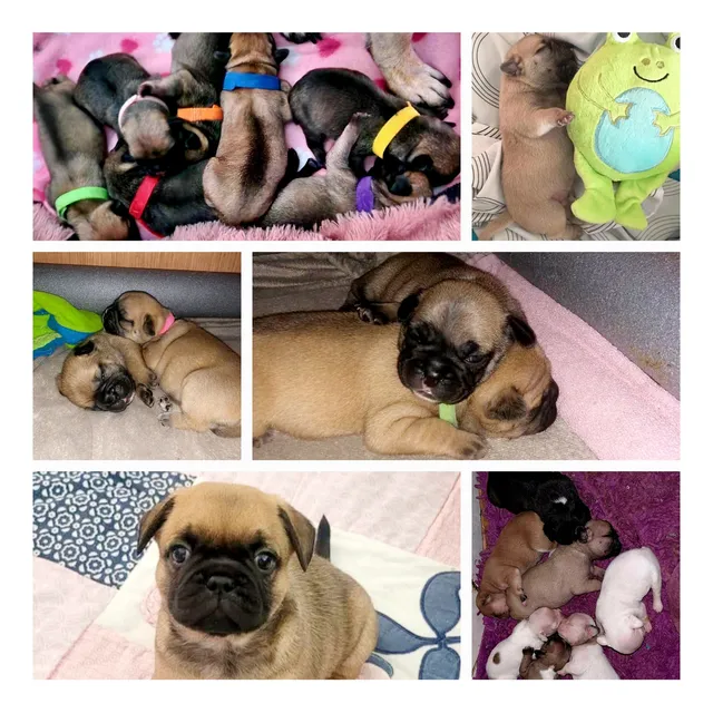 Cachorros Raza Frinchie Pug
