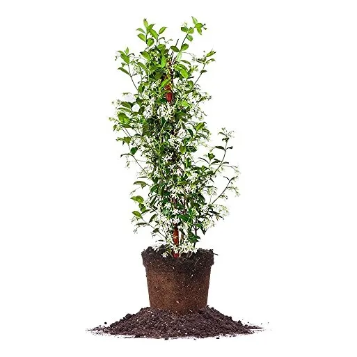 Planta Viva De Jazmín Confederado, Maceta De 3 Galones...