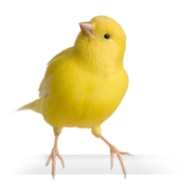 Canario Domestico Amarillo Anillado Nacido En Criadero