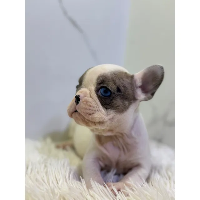 Bulldog Francés Macho De Pelaje Claro