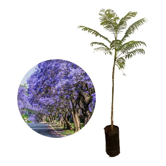Muda De Jacarandá Mimoso Azul - Já Com 1 Metro