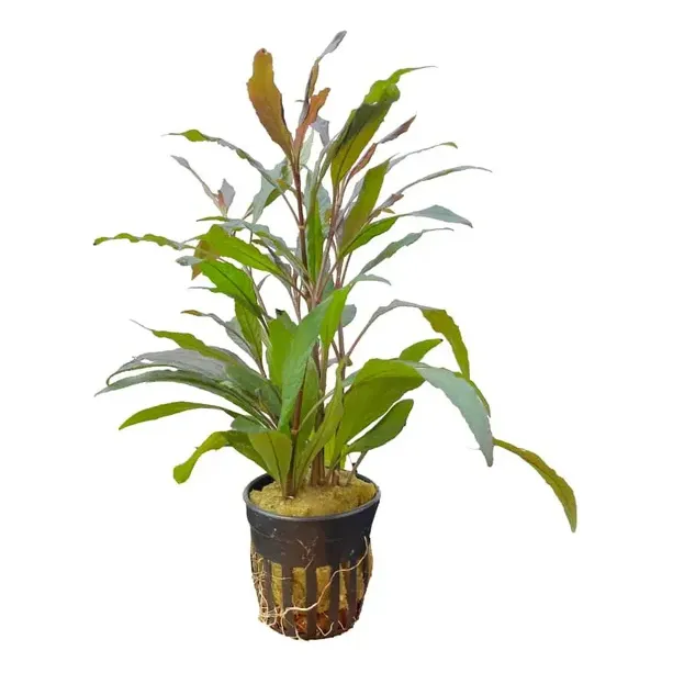Hygrophila Angustifolia Planta Para Acuario