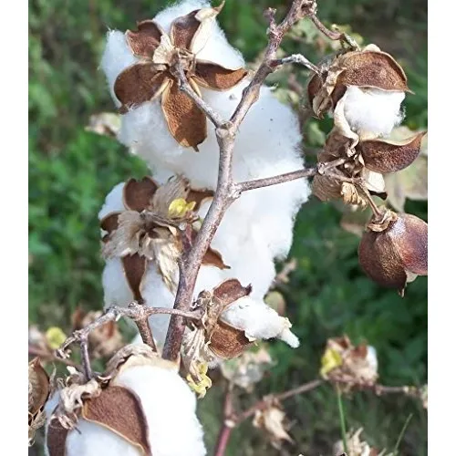 25 Semillas De Gossypium Algodón Blanco