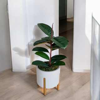 Ficus Elastica Planta Arvore Artificial Toque Real Realista Ficus Elastica Planta Arvore Artificial Toque Real Realista