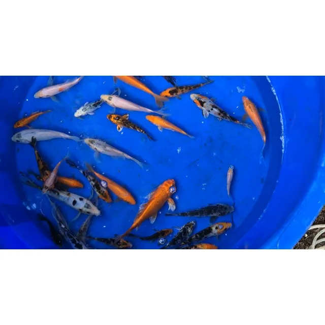 Peces Koi En Tumbaco