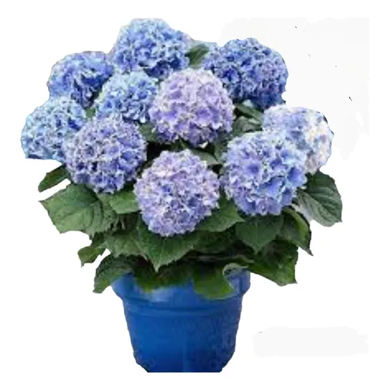 2 Hortensia - Variedad De Colores- Naturaleza Activa