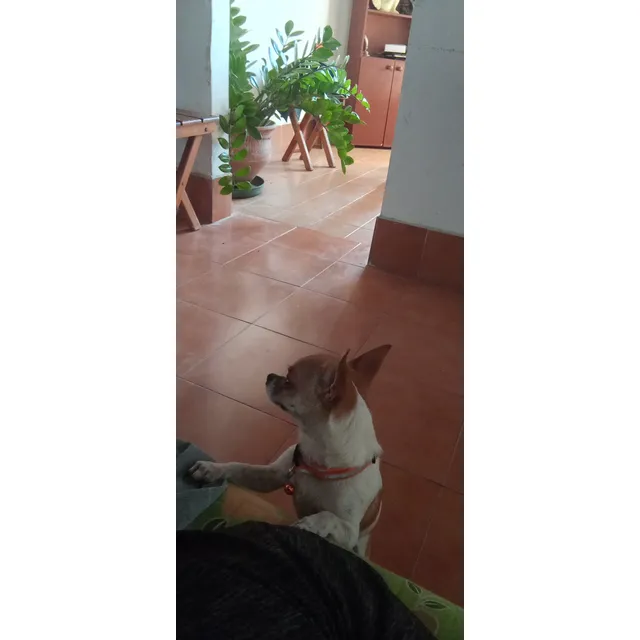 Cachorras Y Cachorros Chihuahuas 100%  Puros Y Legítimo