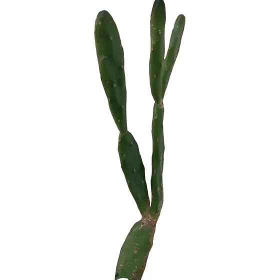 Planta Opuntia Elata Organica Grande
