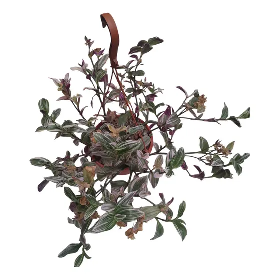 Tradescantia Morada
