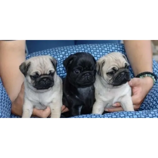 Cachorros Raza Pug Carlino 100% Listos Para Entrega.