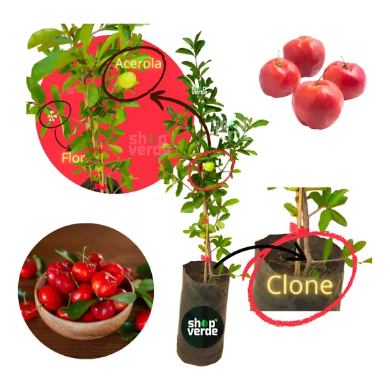 Muda De Acerola Enxertada Já Produz Qualidade Doce Gigante